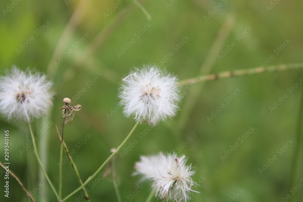 grass flower on summer