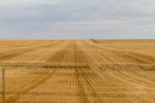 Rows and rows of Wheat in a paddock
