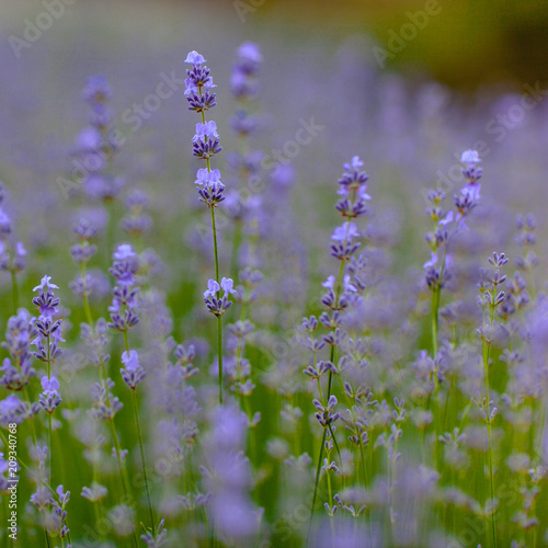 Bush of lavender flowers