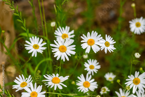 Chamomile flowers