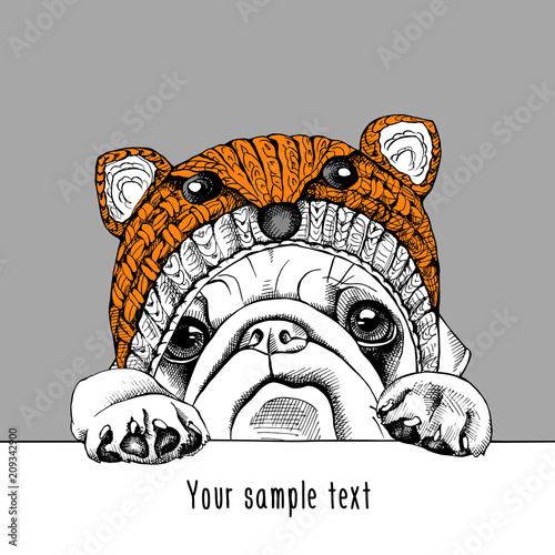 Pug in a fox muzzle hat. Vector illustration.