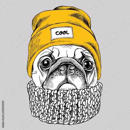 Portrait of Pug in a yellow Hipster hat and with knitted scarf. Vector illustration.