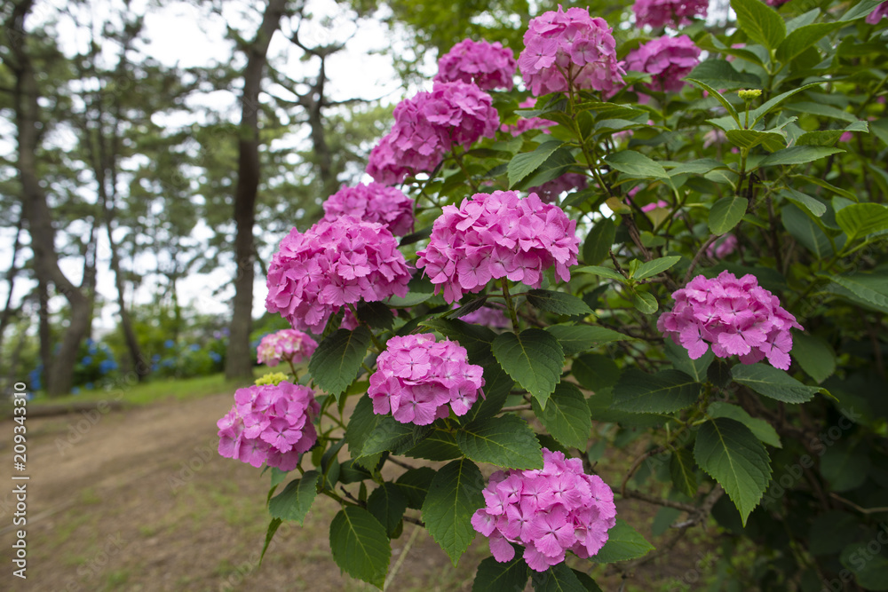 紫陽花 紫陽花