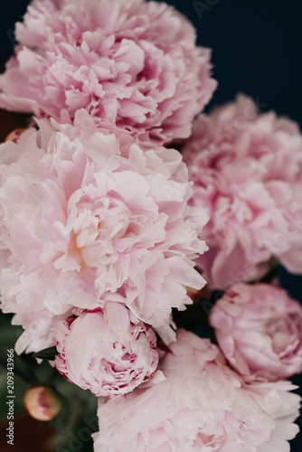 Fototapeta Naklejka Na Ścianę i Meble -  beautiful pink peonys on a dark blau background close up