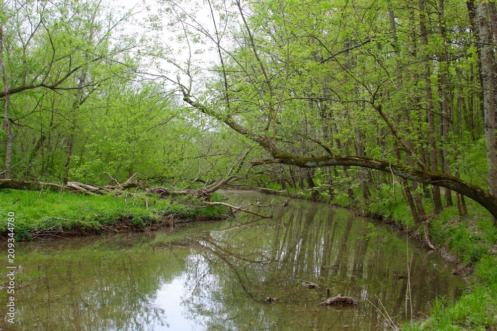 The flowing creek in the green spring forest.