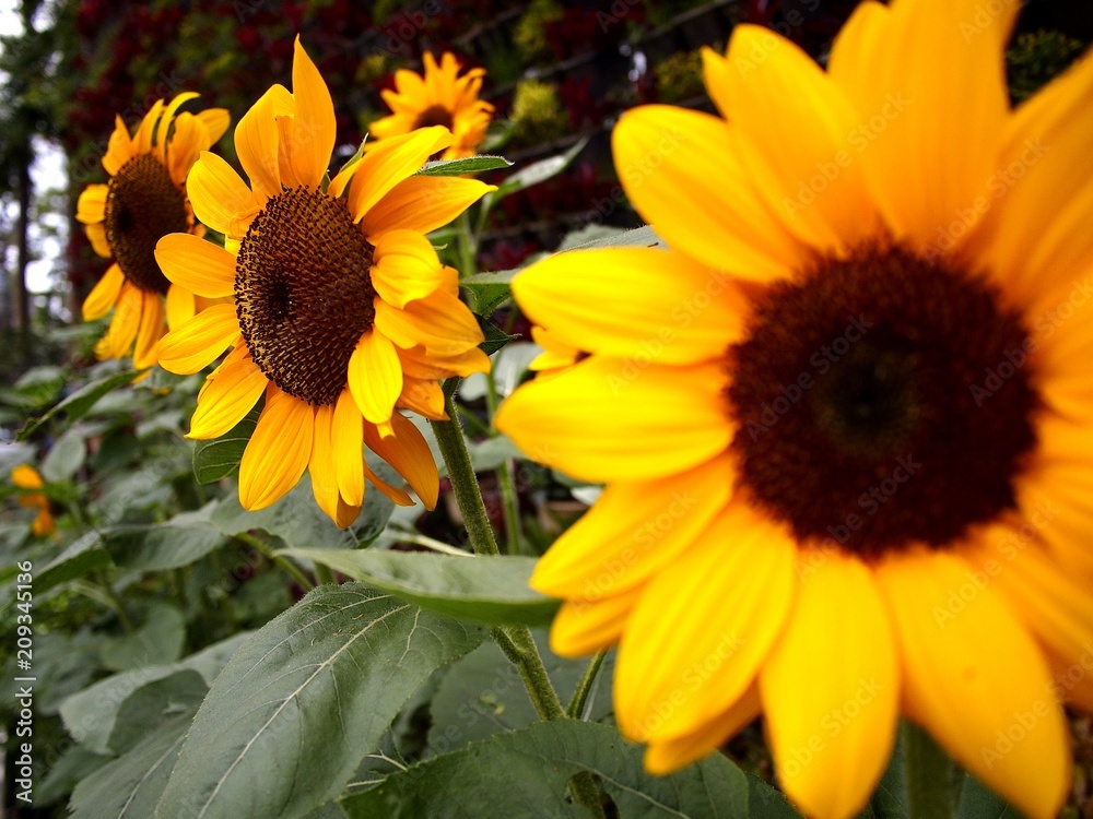 Fototapeta premium Sunflower plants in a flower garden