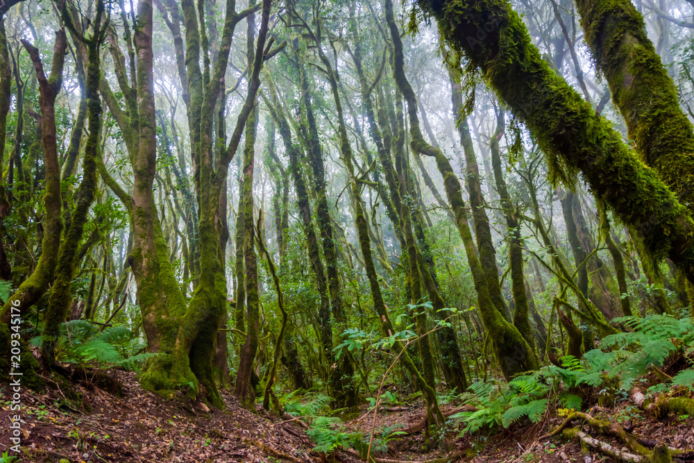 Obraz premium Rainforest, La Gomera