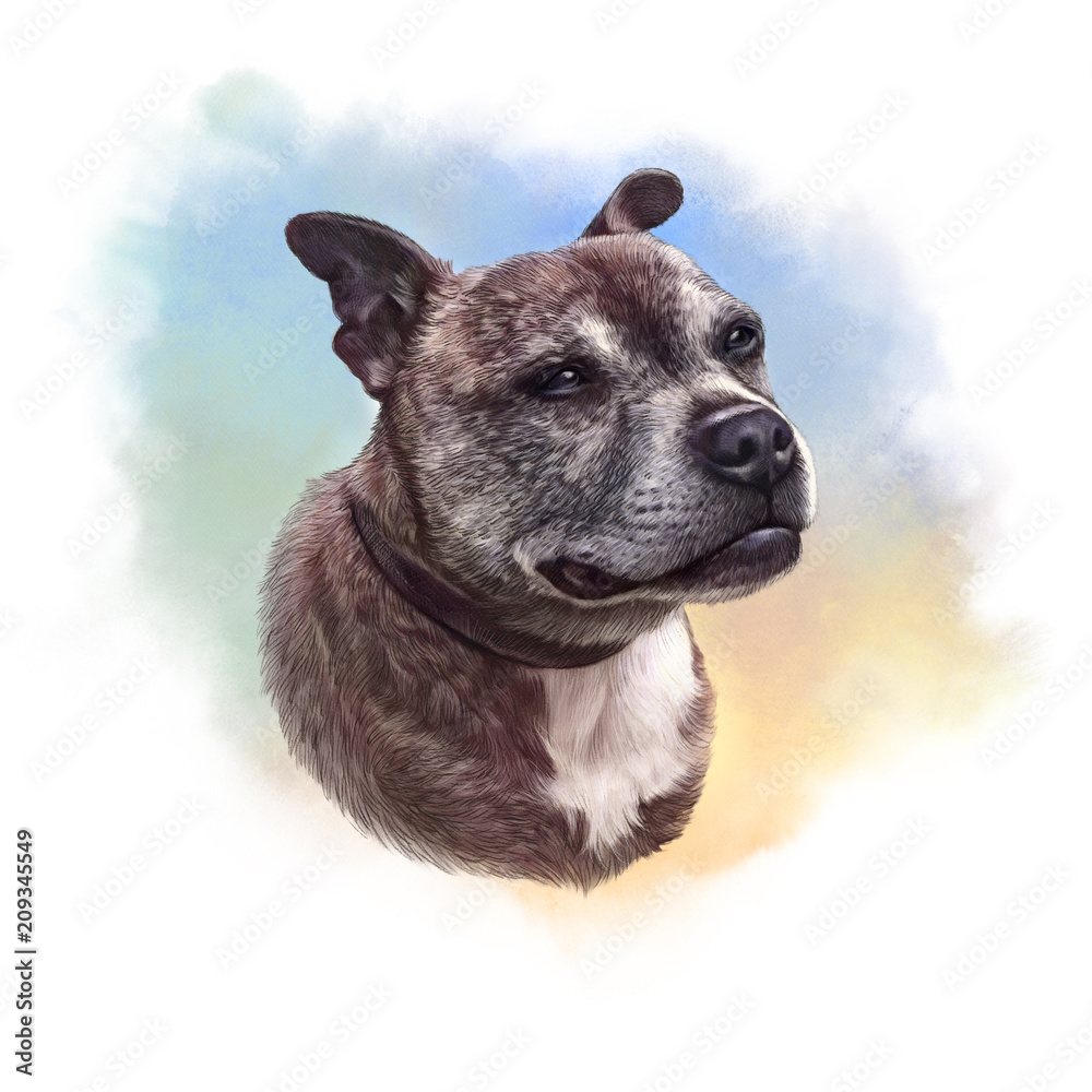 Watercolor realistic Portrait of Staffordshire Bull Terrier, a