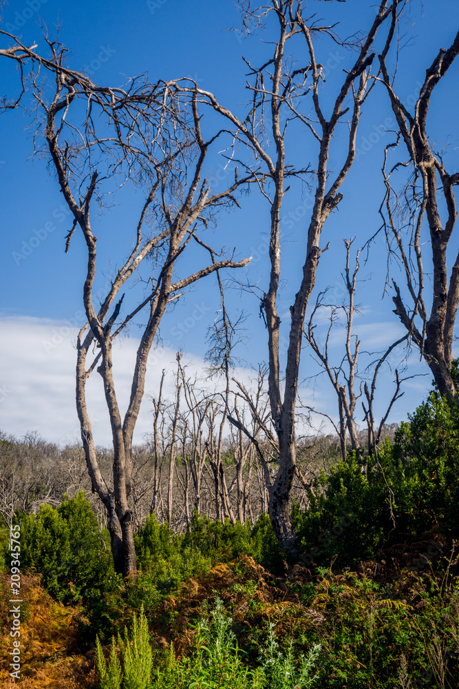 Burn down forest, La Gomera Burn down forest, La Gomera