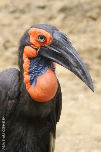 Grand calao terrestre