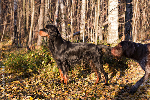 Dog breed Drathaar German Wirehaired pointer and dog breed SetterGordon in autumn forest