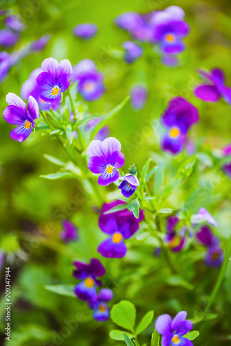 viola in the garden