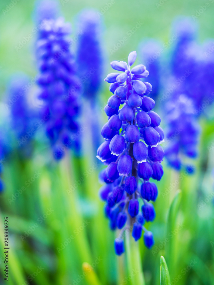 Hyazinthe Traubenhyazinthe blau Hyazinthe Traubenhyazinthe blau