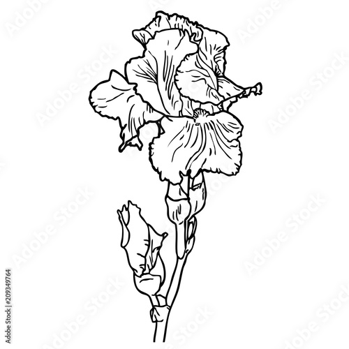 Fototapeta Naklejka Na Ścianę i Meble -  Black and white outline image of flower of iris