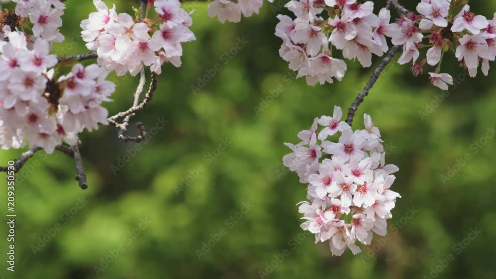 風に揺れる桜の木 風に揺れる桜の木