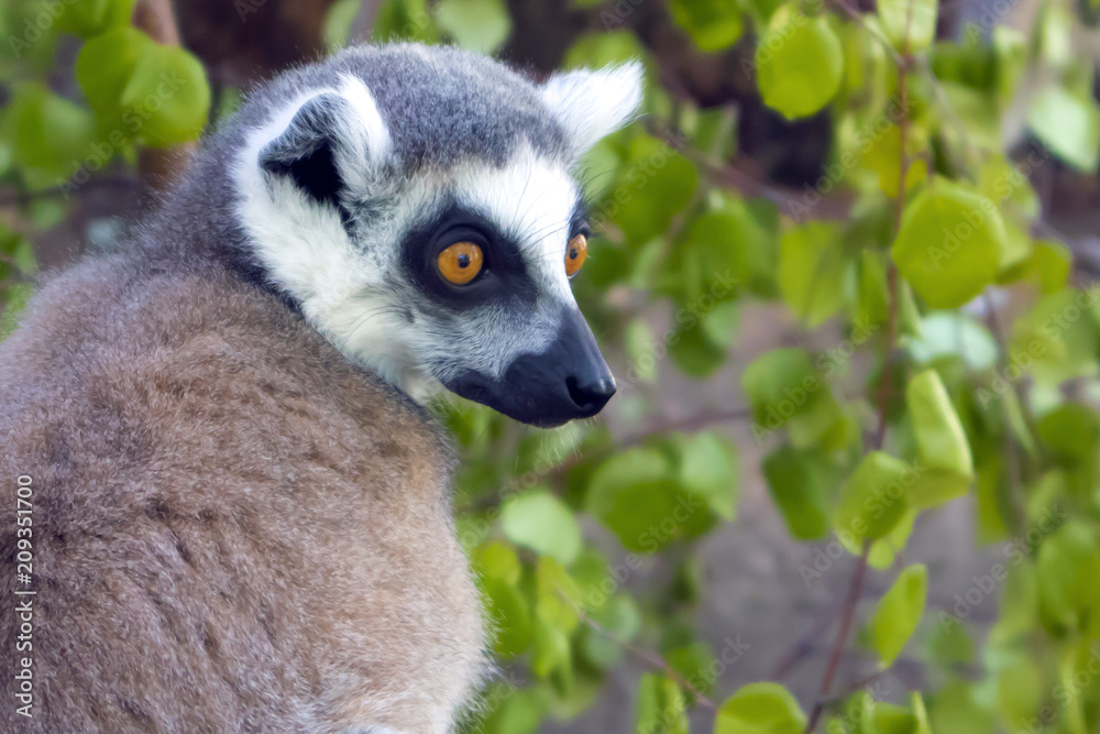 Ring tailed lemur catta sitting in a cage at the zoological garden