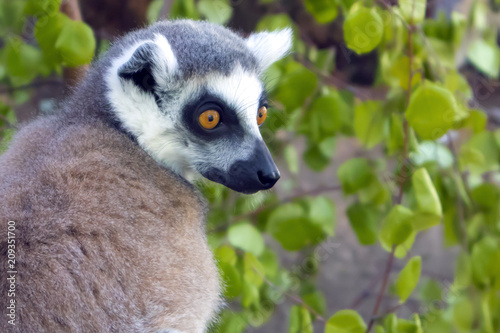 Ring tailed lemur catta sitting in a cage at the zoological garden