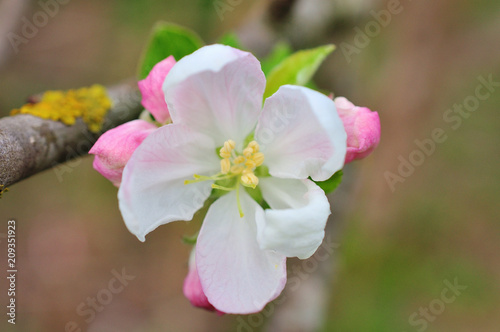 Beautiful apple tree branch