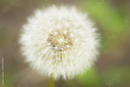 Abstraction fluffy dandelion