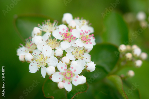 White flowers of viburnum