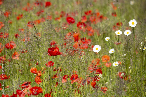 Fototapeta Naklejka Na Ścianę i Meble -  Red Poppy field