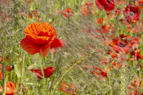Fototapeta Naklejka Na Ścianę i Meble -  Red flower, poppy isolated in a poppy field
