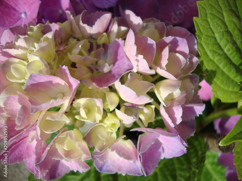 hydrangea Bush purple lilac bouquet