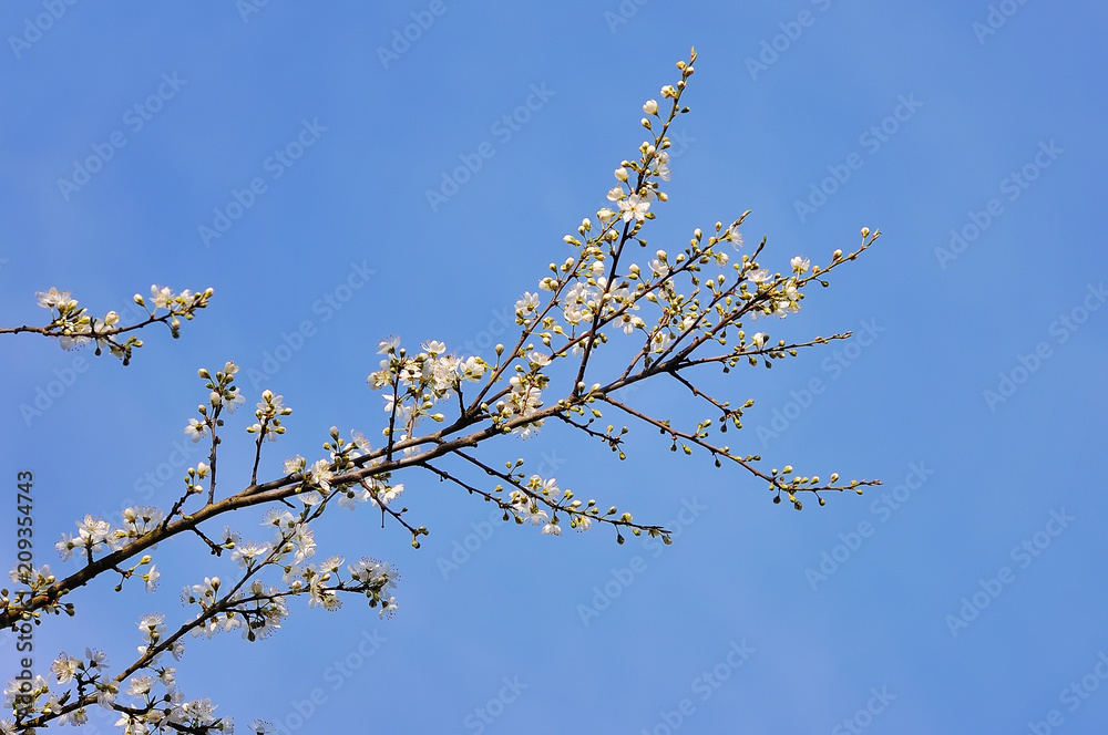 Cherry flowers on spring background