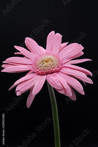pink gerbera flower isolated on black background