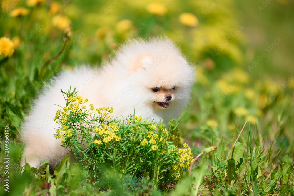 Dog breeds Spitz is sitting in the dandelions.