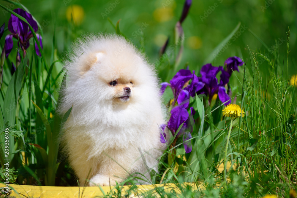 Dog breeds Spitz is sitting in the dandelions.