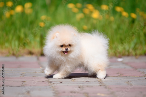 The dog breed Pomeranian is standing on the pavement.