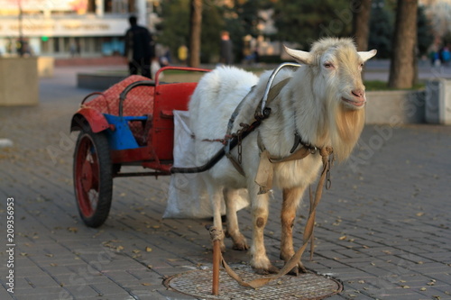 Goat a taxi.