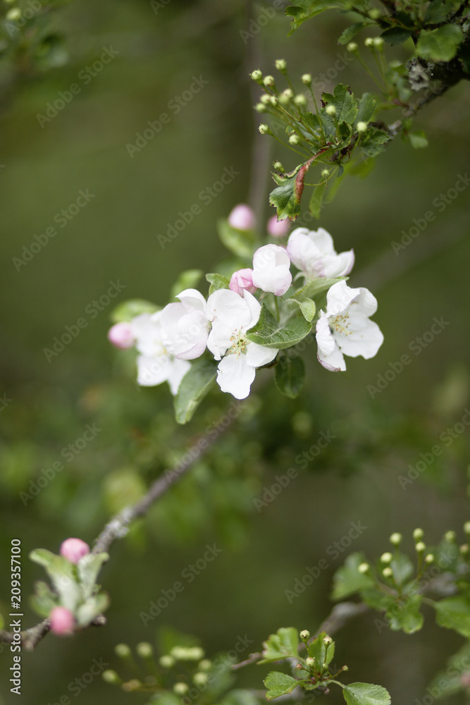 Apfelblüten Apfelblüten