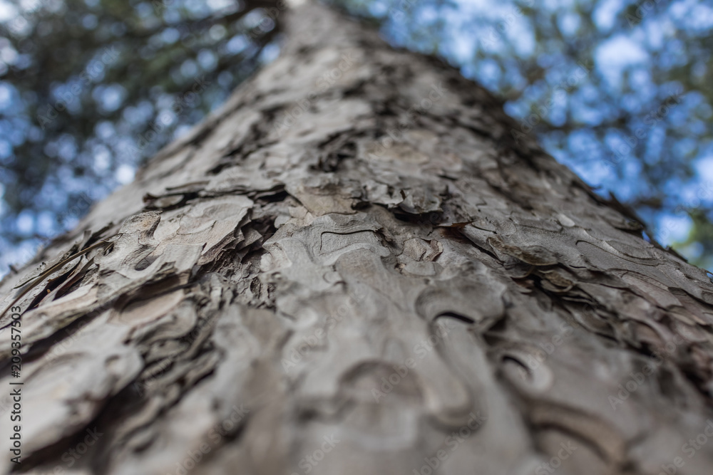 trunk of pine tree from below closeup, focus of shallow depth of field, background trunk of pine tree from below closeup, focus of shallow depth of field, background