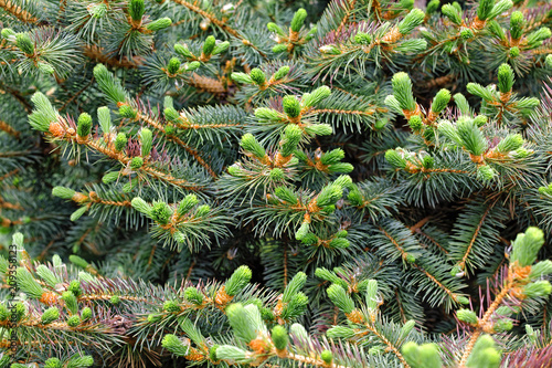 Young spruce shoots as Christmas walpaper