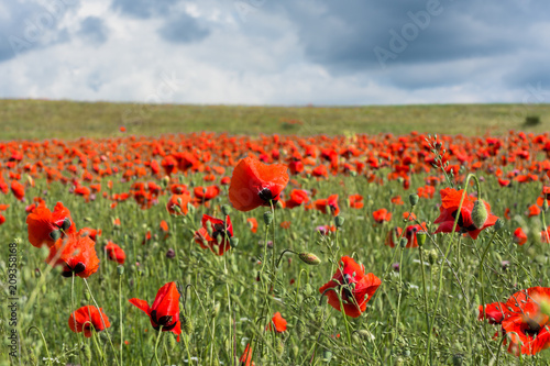 Poppy field Crimea may 2018