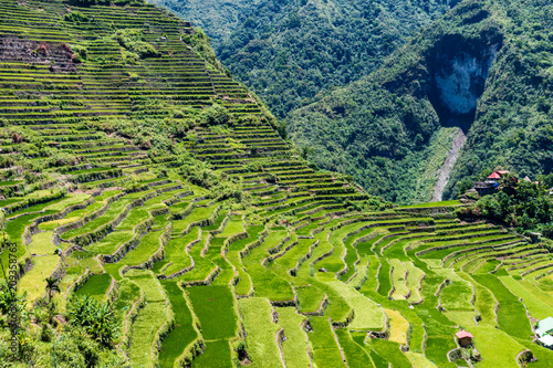 Schilderij op canvas Spectacular rice terraces on the side of a mountain (Batad)