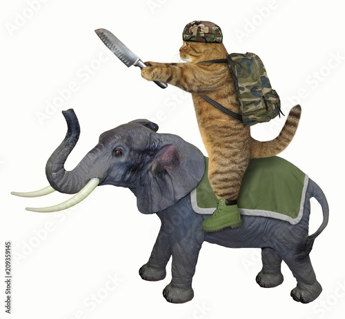 The cat with a knife rides an elephant. White background.