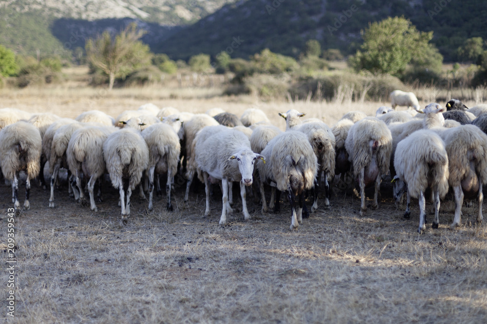 So many sheep So many sheep