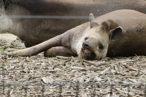 Portrait de tapir