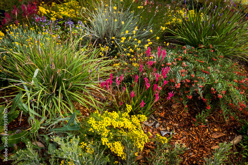 Colourful garden beds of wildflowers Kings Park Perth