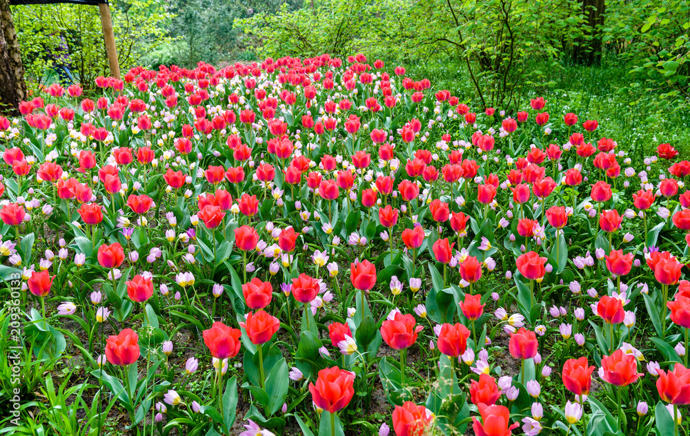 Colorful tulips at the Keukenhof, the Netherlands