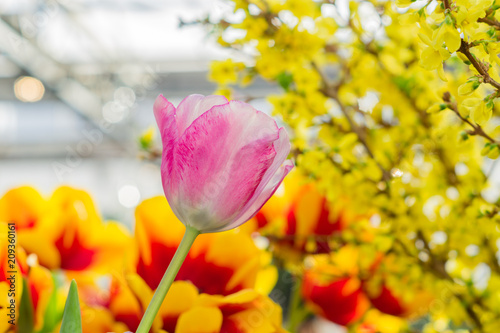 field of blooming multicolored tulips  spring flowers in the garden