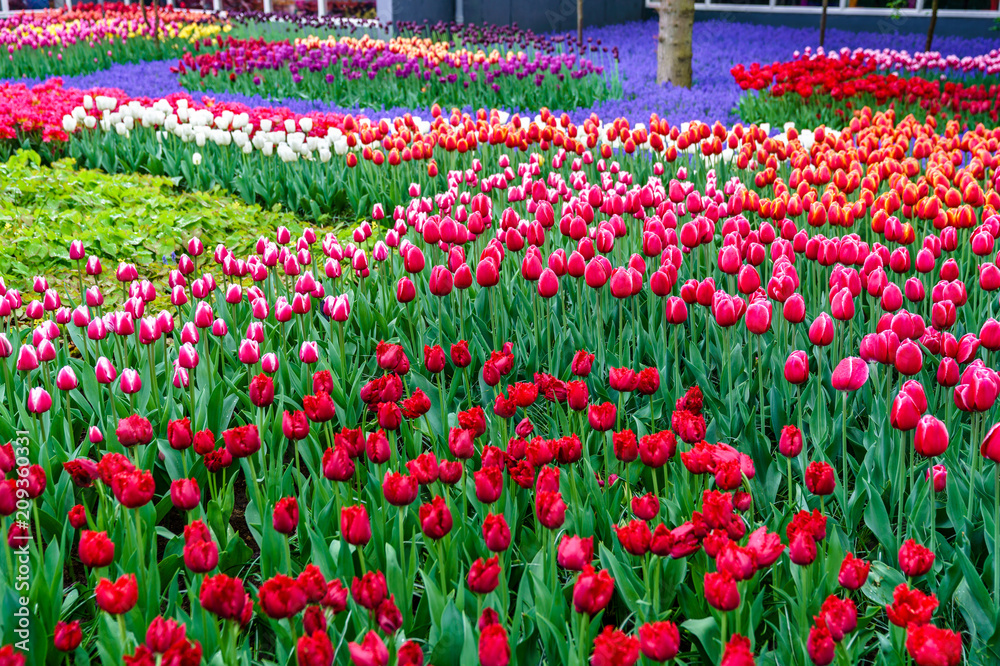 Colorful tulips at the Keukenhof, the Netherlands