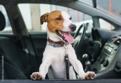 Cute jack russell terrier sit in the car on the front seat