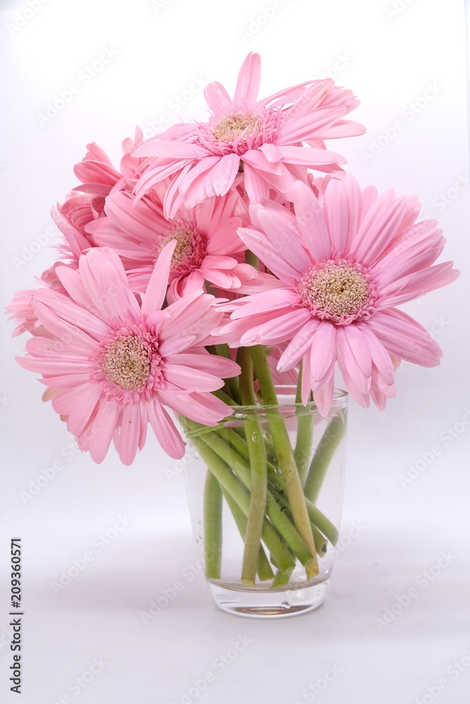 Obraz premium pink gerbera flowers closeup on white background