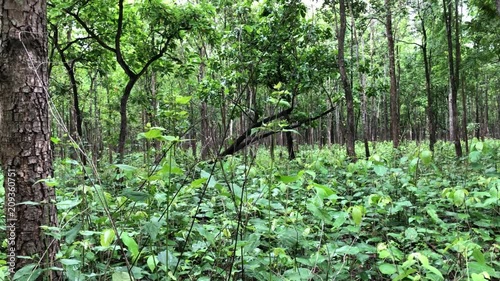 Dipterocarp forest in Huai Kha Khaeng Wildlife Sanctuary, Nature World Heritage in Thailand photo
