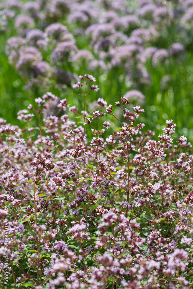 Fototapeta premium Flowers of Origanum vulgare and Allium rotundum