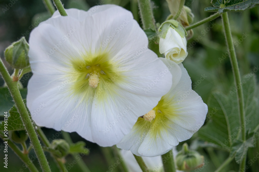 flower flower
